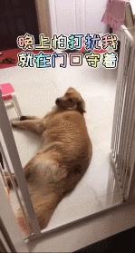 狗狗知道主人怀孕后的反应动画,主人怀孕后狗狗的反应哈士奇