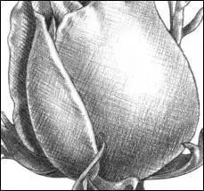 一幅素描玫瑰画如何加彩,玫瑰花束素描图片