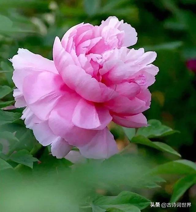 古诗中赞美牡丹的诗句有哪些,我见过雍容华丽的牡丹阅读答案