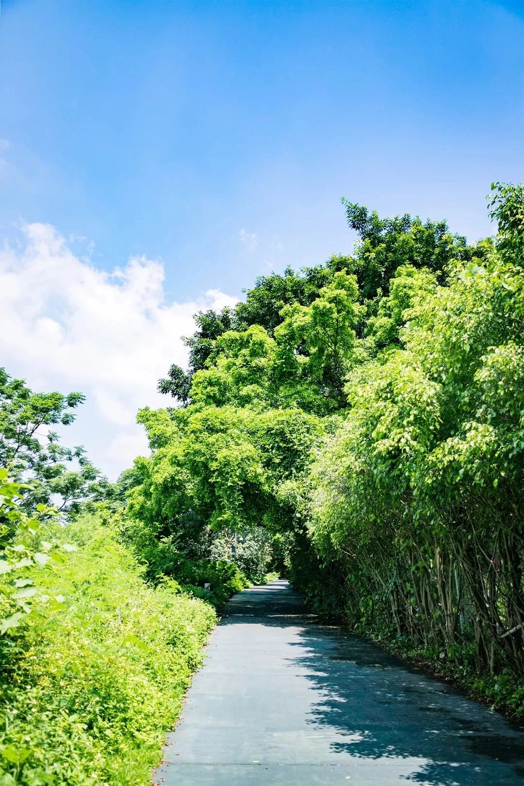 深圳周末带孩子免费游玩好去处,2021深圳免费适合遛娃玩地方排名