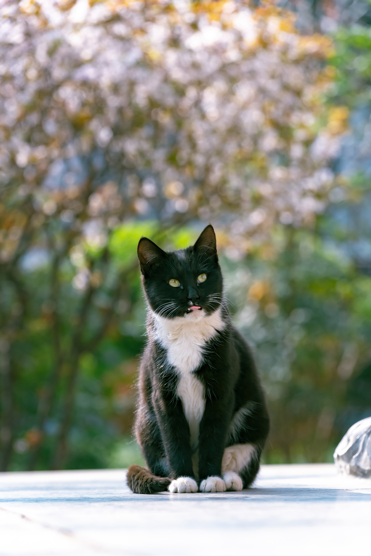 骊山烽火台航拍视频,骊山烽火台上的猫