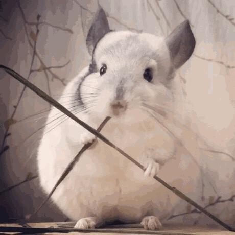 心药语音视频,心药讲解