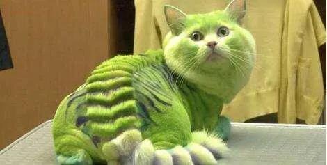 宠物美容中的常见问题及解决方法,宠物美容基础染色注意事项