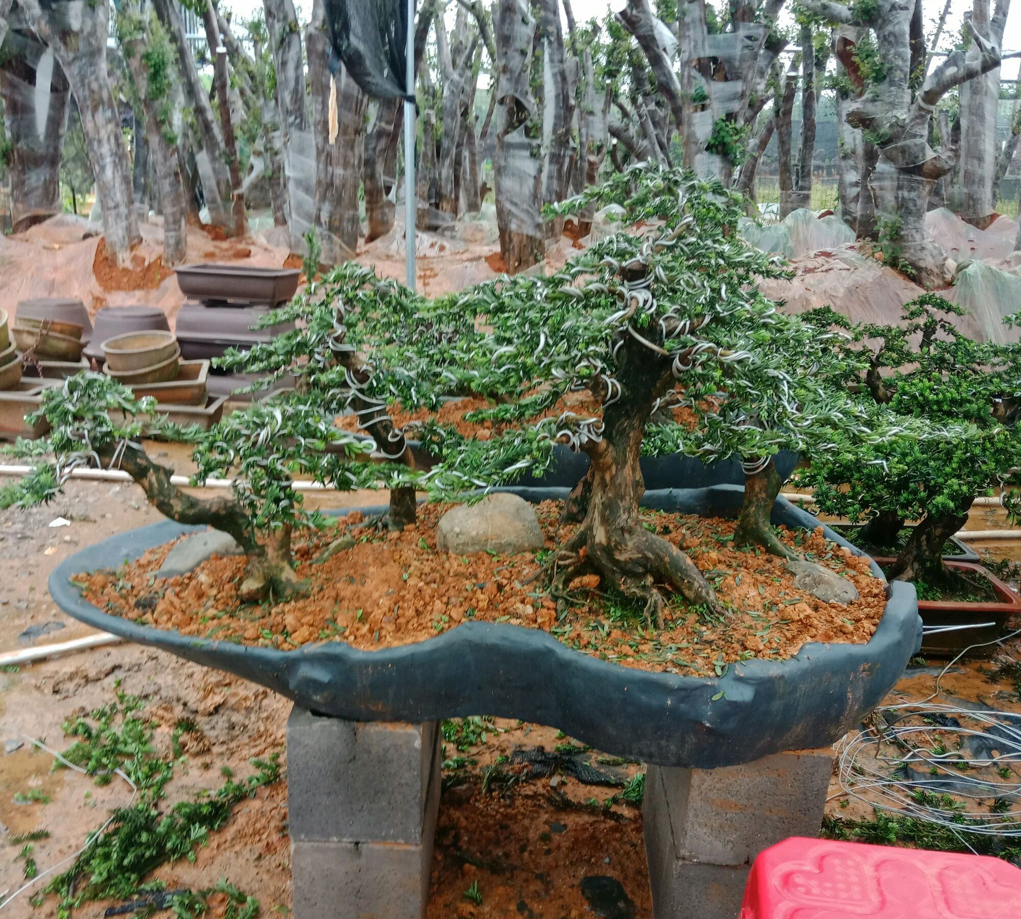 罗汉松盆景的造型与养护技巧,罗汉松盆景养护管理要点有哪些