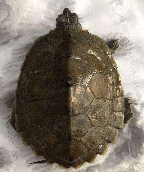 新手养龟自制龟缸,推荐新手龟