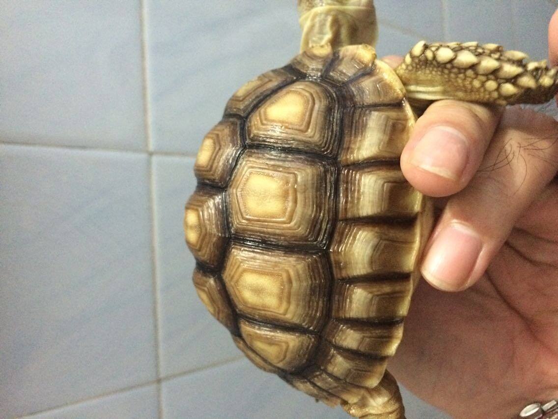 苏卡达陆龟排酸视频,苏卡达陆龟自动排酸是什么意思