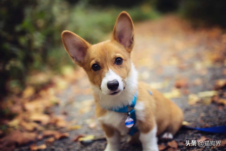 新手养柯基狗基础知识,新手柯基幼犬怎么养