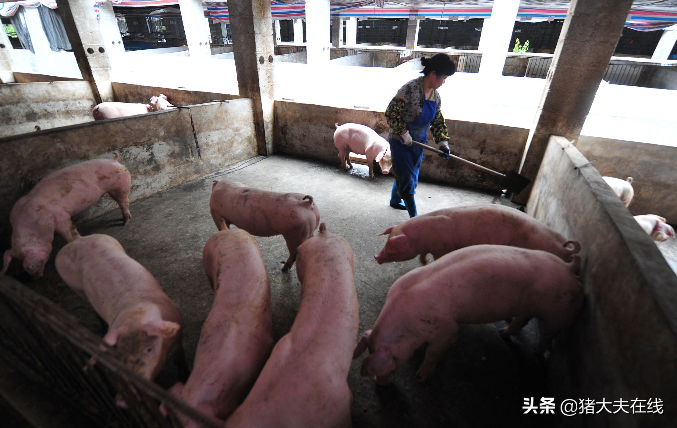 养猪小妙招100集,30秒养猪小偏方