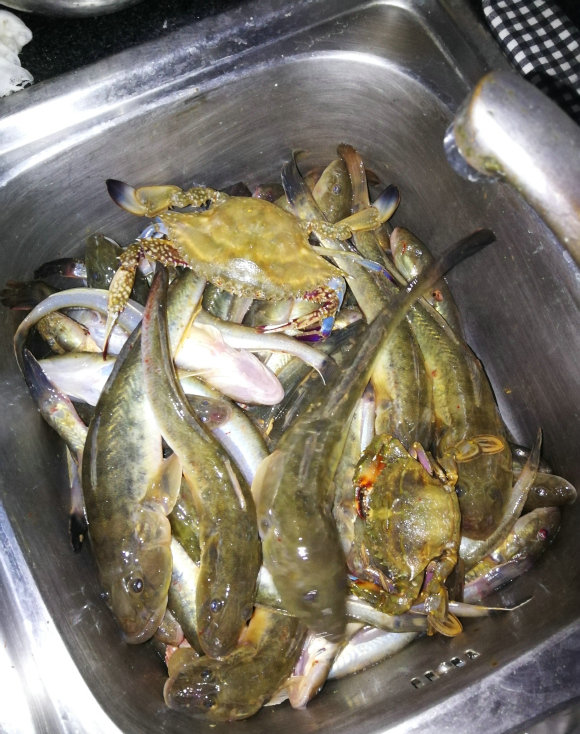 江苏一河沟里出现大量“巨型土憨巴”，其实这是一种海里的沙光鱼