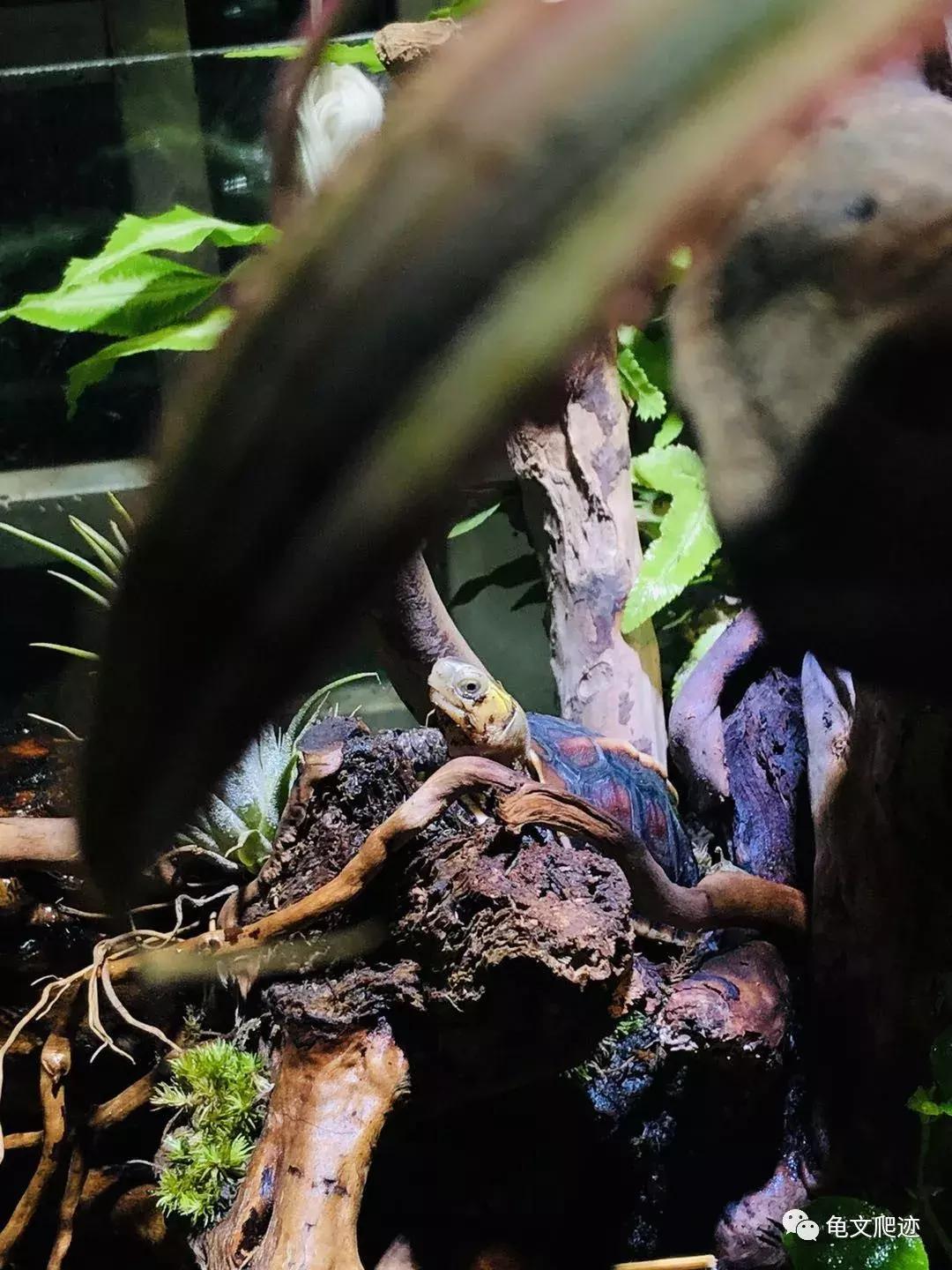 半水龟环境布置,最好玩的半水龟