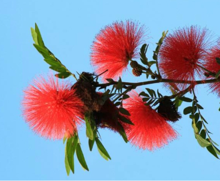 *欢合**花：花美叶美、有色有香的*欢合**花，管理与栽培