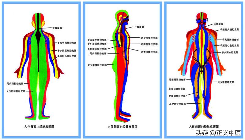 经筋和经络的区别图解,经筋和皮部