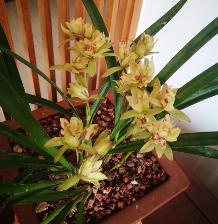 建兰奇花有哪些品种,富山奇蝶建兰多瓣奇花