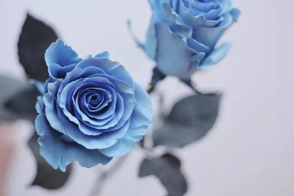 花店必备的5款玫瑰,花店常用的10款玫瑰花是哪些品种