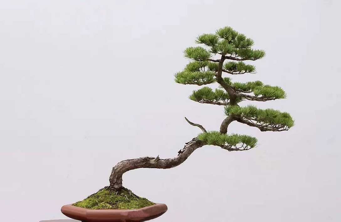 黑松怎么修剪才能粗壮,黑松矮霸盆景制作