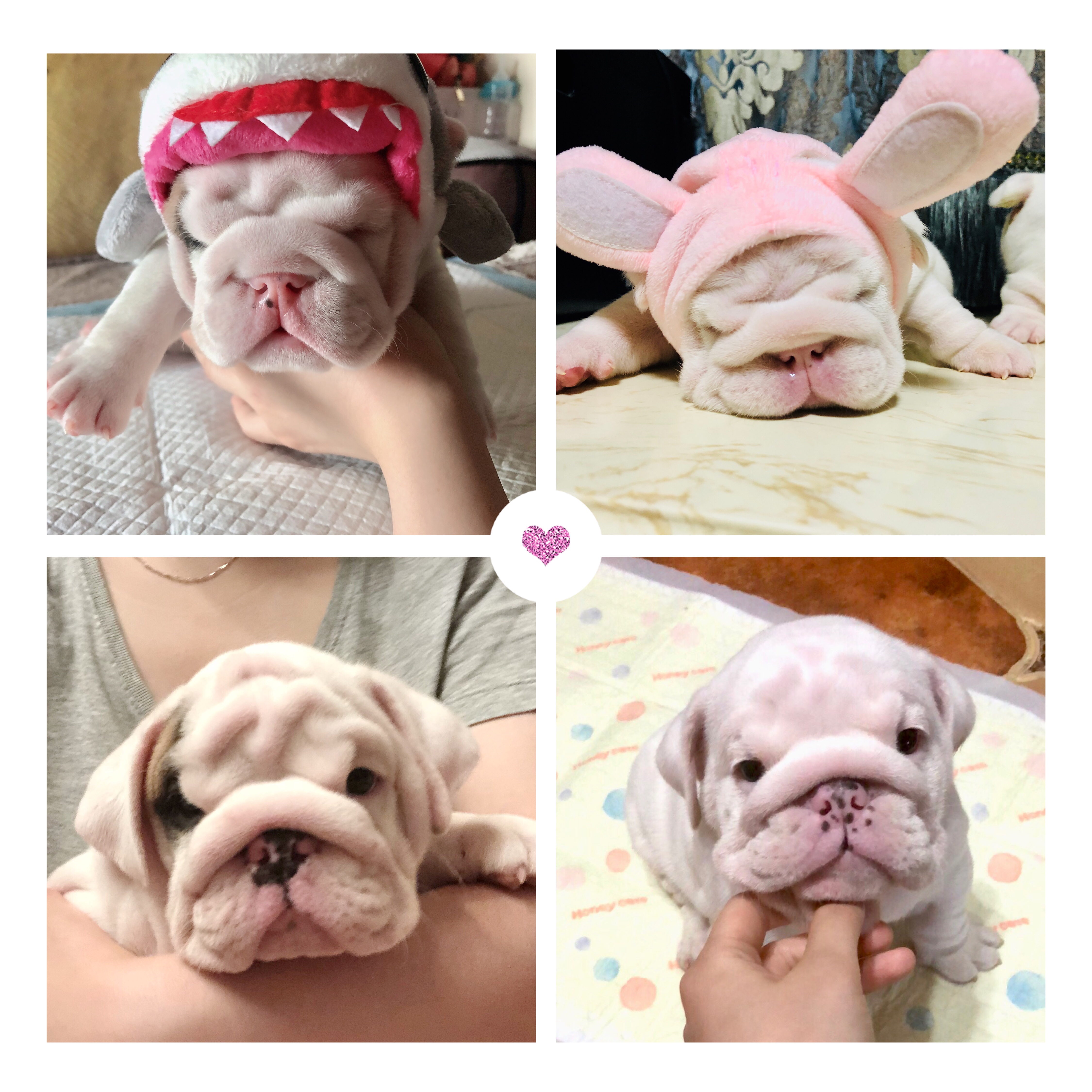 英牛分娩,英牛怀孕40天什么样