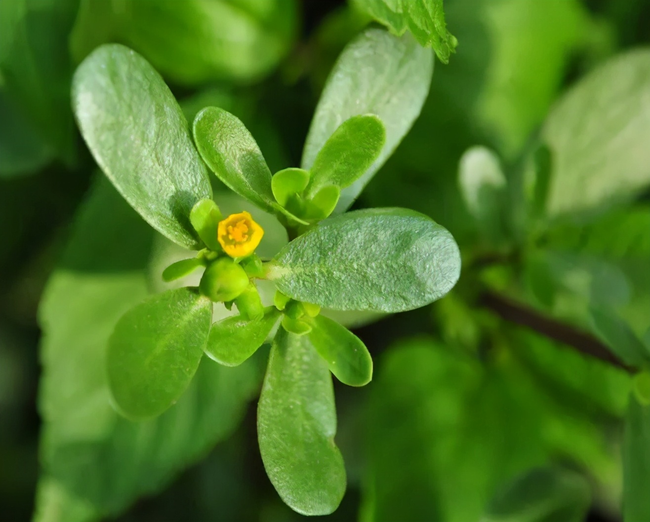 毛戈平的霜好用吗,好用养肤类护肤品