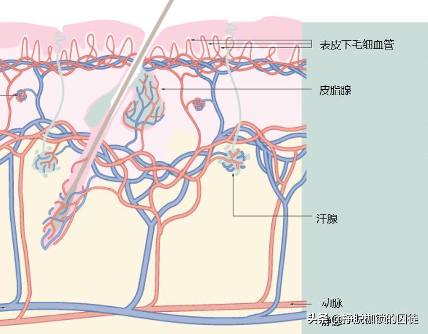 游泳池里有多少尿,游泳池里为什么会有尿液