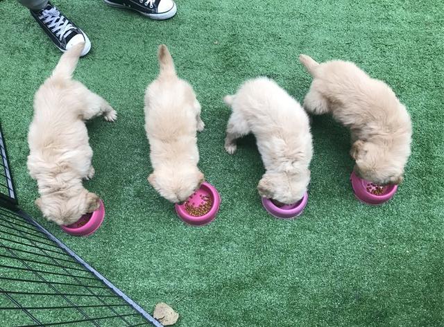 民间选狗秘笈教你怎么选出好狗,选狗最好的4种方法