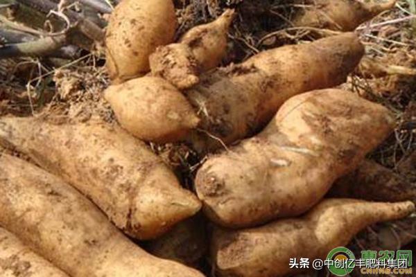 雪莲果的种植方法与管理技术,雪莲果的种植和管理技术