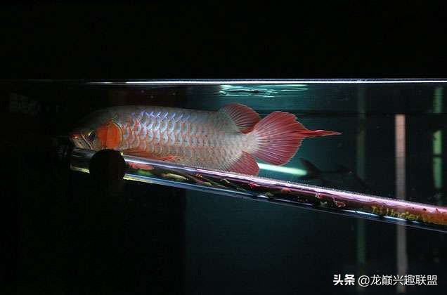 养龙鱼有什么讲究养几条,龙鱼养几条合适有什么讲究