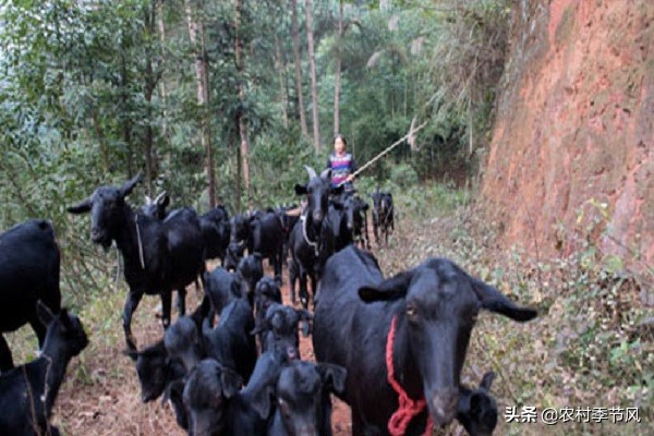 4种常见的农村创业项目诈骗，您必须了解，用这5招轻松应对！