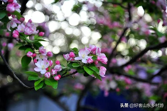 济南春季赏花自驾,济南踏青赏花新模式