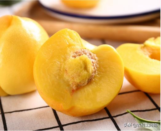 八月份有油桃这种水果吗,6月初成熟的油桃最好是什么油桃