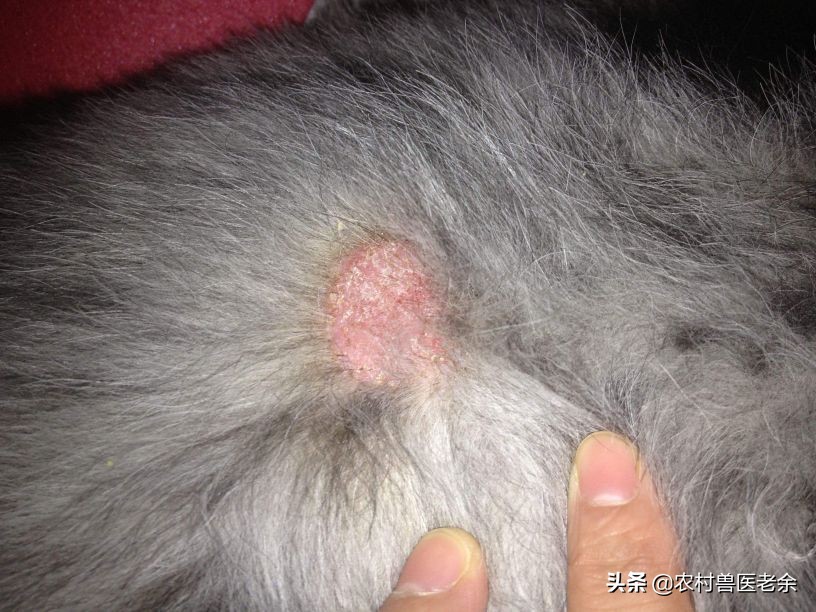 猫狗常见的疾病和原因,宠物皮肤病诊断
