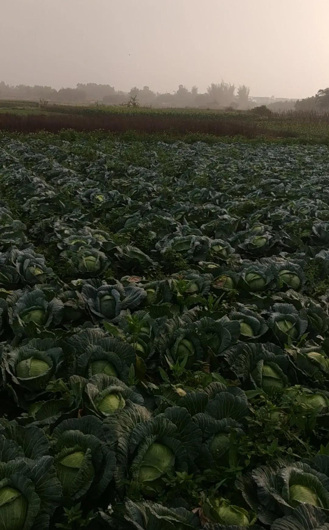 故乡的足迹简谱,故乡的足迹完整版