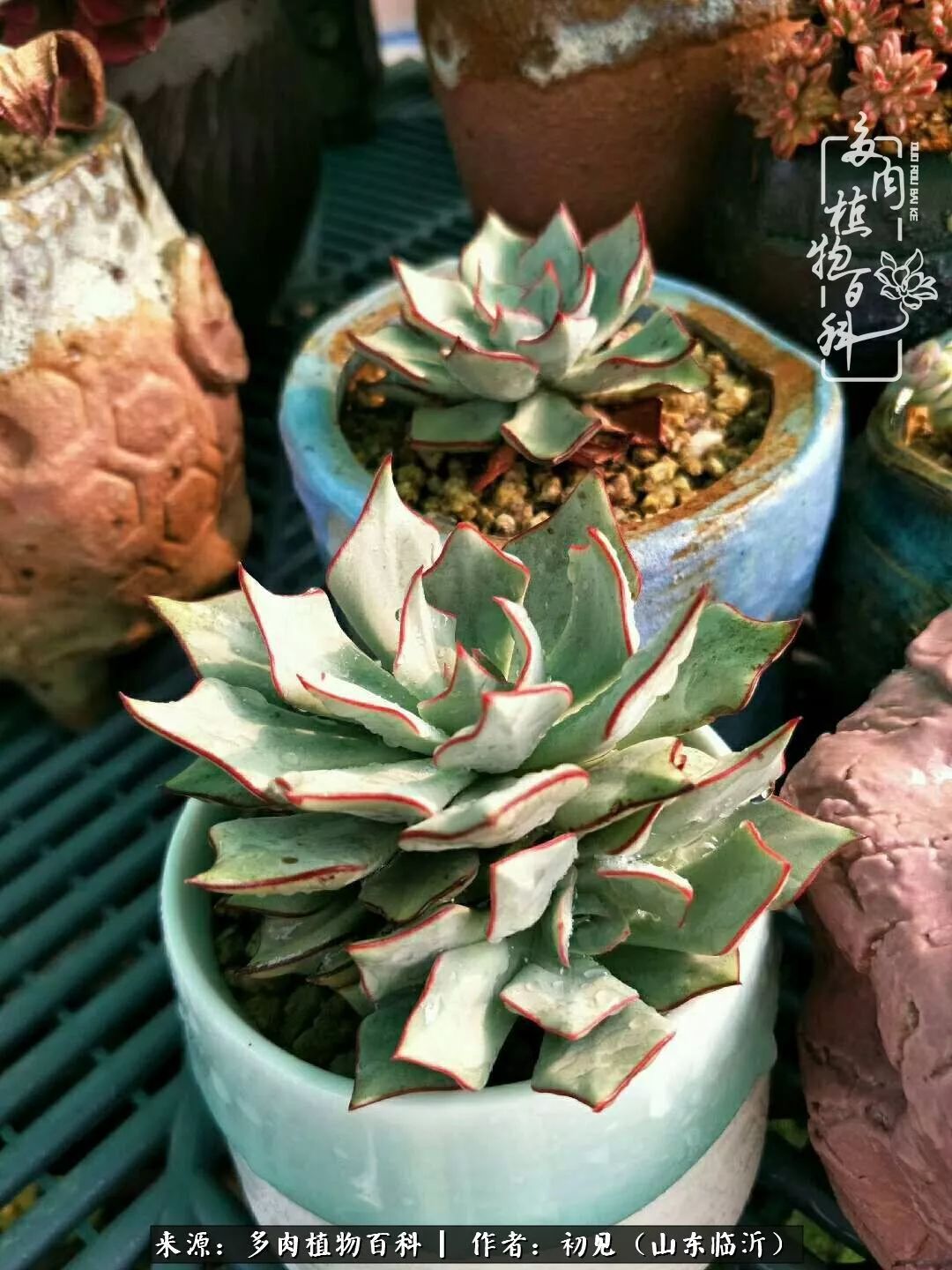 四季颜值在线的多肉,多肉的每一天