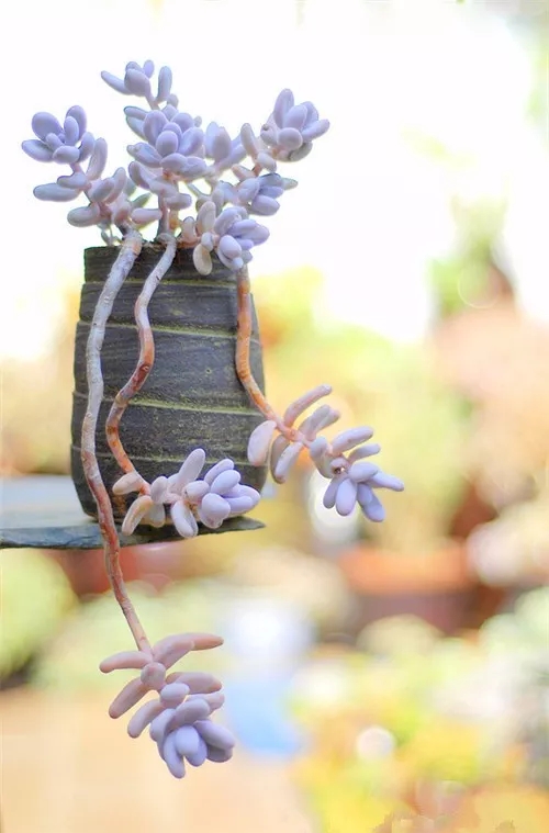 多肉老桩速成法根本用不了三五年,多肉怎么养成老桩小技巧