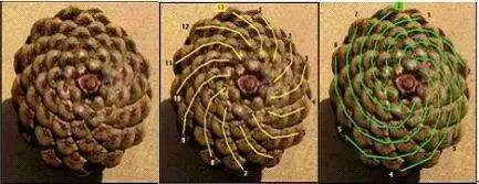一名程序员意外地发现迄今最大素数，长约25000000位！