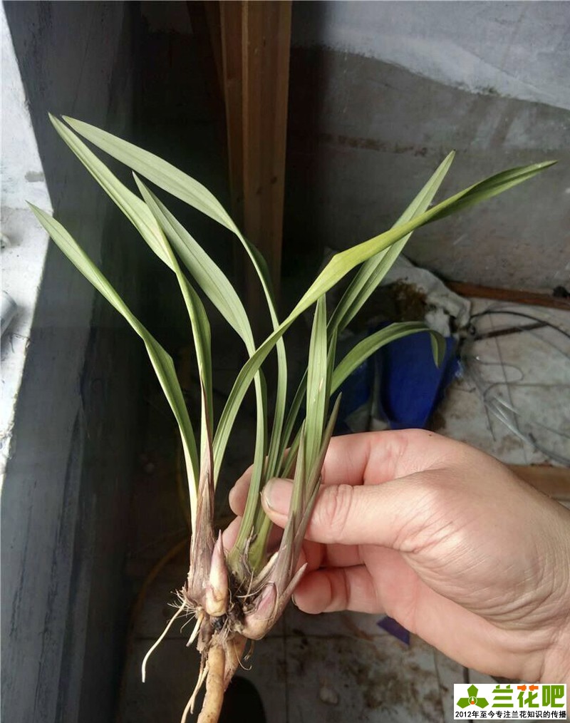 兰花叶片病害症状,兰花叶子脱水的表现