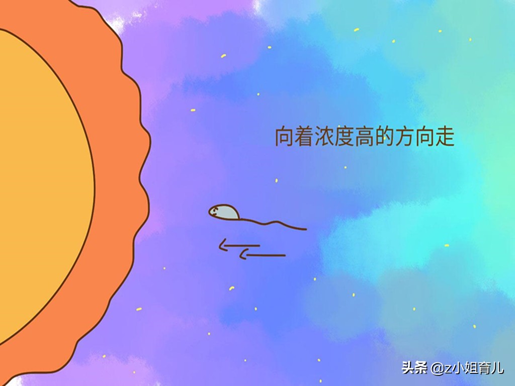 那些没能成功进入子宫的精子都去哪儿了？可能会面临这4个结局