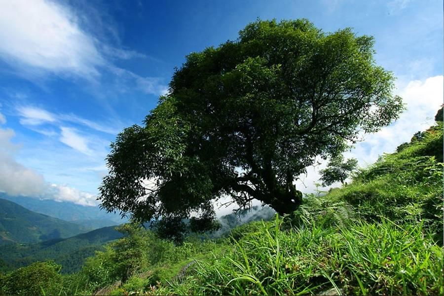 在竹溪河发现宫崎骏里的花海,昆明偶遇宫崎骏世界里的草原