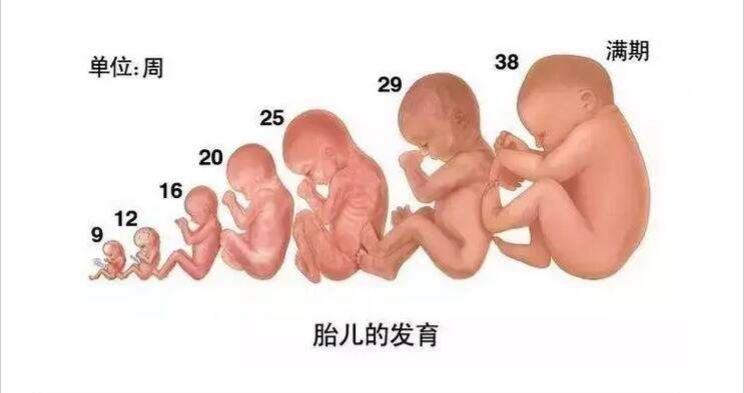 孕期几个月肚子开始长得快,怀孕6个月多肚子显大是怎么回事