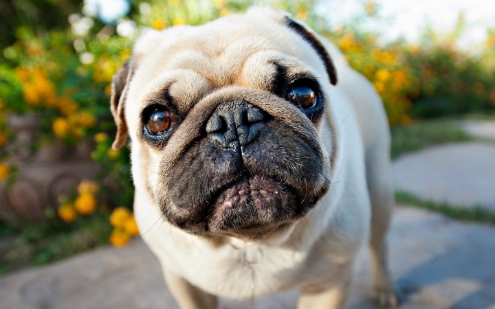 盘点7种常见的中华田园犬,55个中华田园犬品种你喜欢哪一个