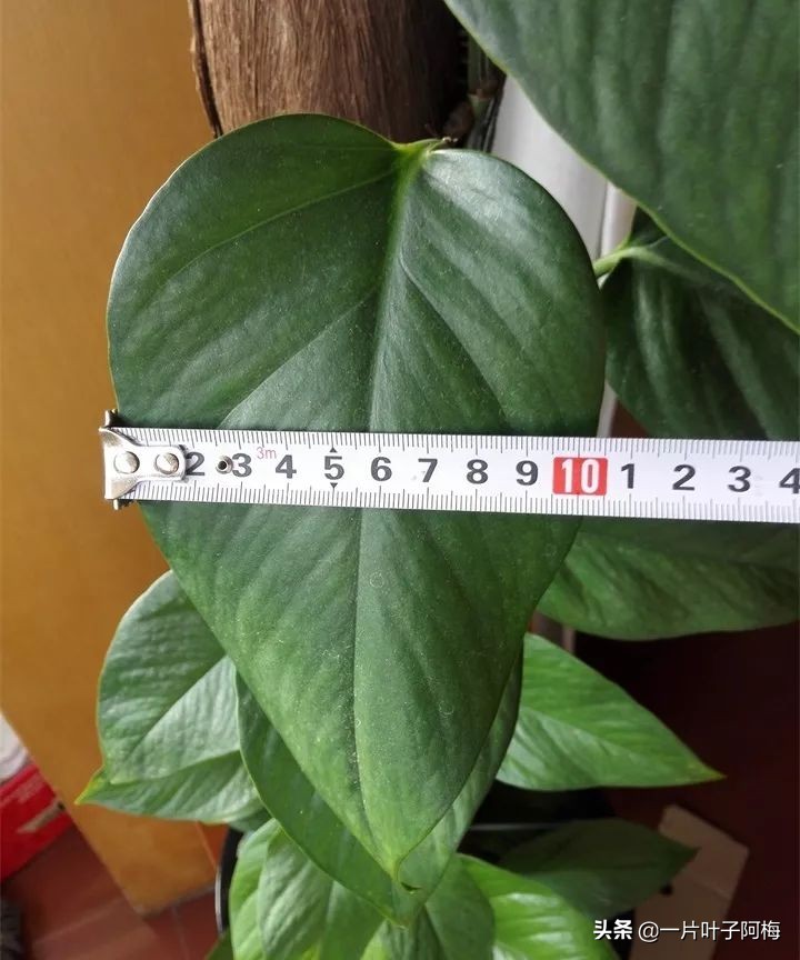 绿萝的叶子越养越小是什么原因,绿萝叶子越养越少