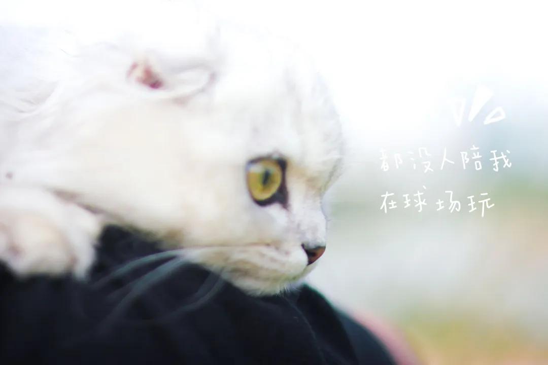 你们不在，我替你们好好逛携创的新足球场，喵~