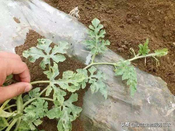 线虫侵袭作物，影响产品品质和产量，关于根结线虫，你了解多少？