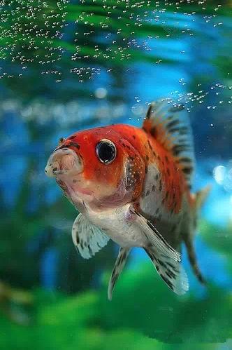 这些五彩斑斓的金鱼养眼又养心,最美的观赏金鱼值得一看