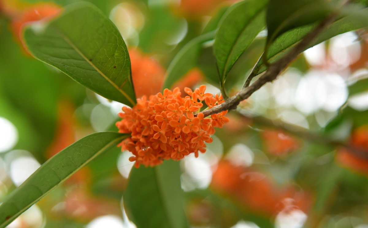 桂花树什么品种最好养,家庭院栽桂花树哪个品种最好