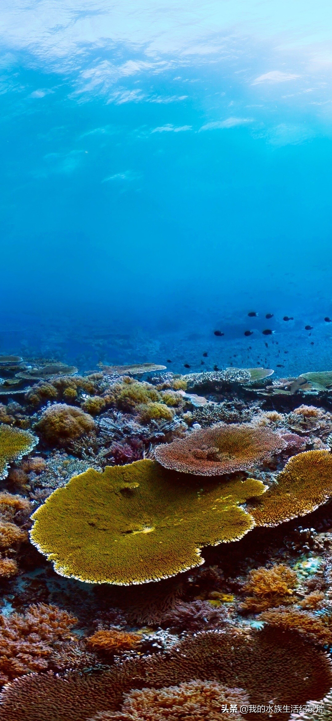 超高清海洋沙滩风景壁纸全屏,壁纸分享特别的海洋壁纸