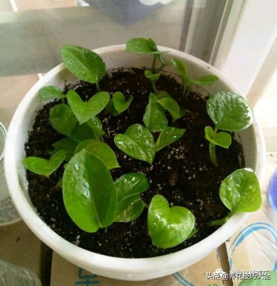 绿萝铜钱草家庭养殖,绿萝发财树黄叶子怎么办呢