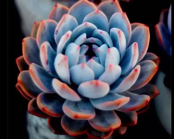 多肉养出状态来有多美？这102种多肉控养上色之后美呆了