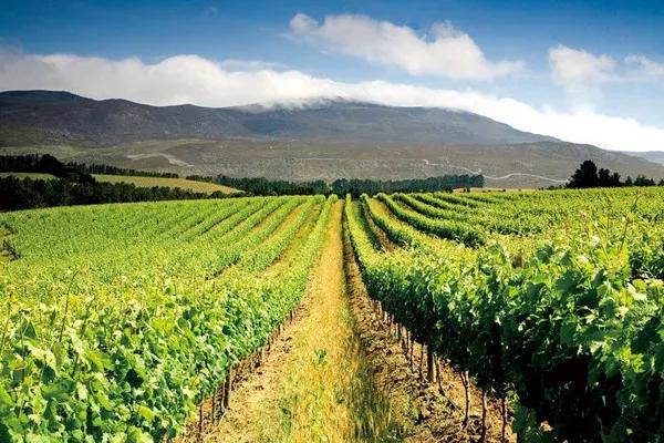 世界十大顶级葡萄酒产区,中国最好的葡萄酒产区