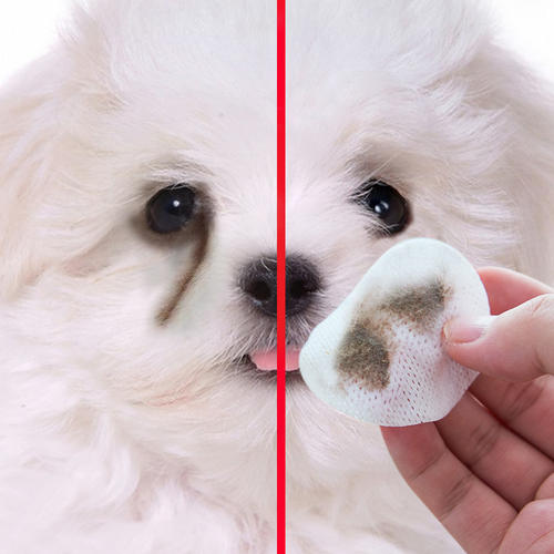 比熊泪痕重什么原因,比熊有泪痕的原因