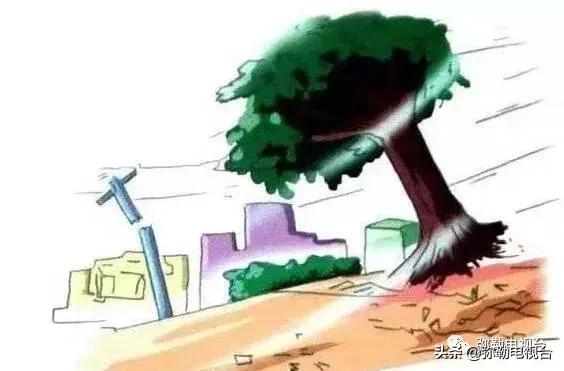 一棵被保护的百年古树,一棵百年的古树被雷击