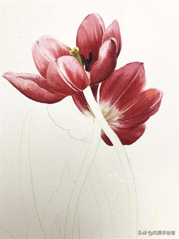 怎么用水彩笔画郁金香教程,粉色水彩郁金香怎么画图片